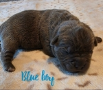 Majestic Cane Corso puppies! Taking deposits!