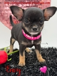 Stunning Micro AKC Female Applehead Chihuahua