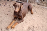 Doberman puppies