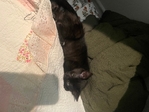 Black Baby Kitten