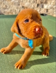 Fox Red Labrador Dudleys
