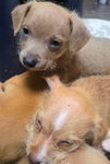Female chiweenie puppy