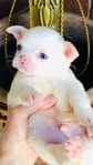 Chihuahua puppies Teacups & Tiny Toys