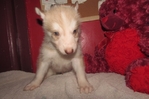 wolf hybrids for sale