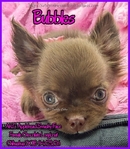 AKC Chocolate Applehead Longcoat Chihuahuas