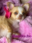 AKC Longcoat Applehead Chihuahuas