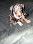 Blue merle female chiweenies