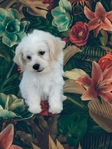 Maltipoos or Dachshund (Chiweenies)- Caldwell Tx -$300-$600
