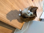 Free Ragdoll - 2 cats + litter robot. Free