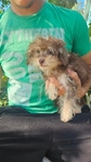 Female YorkiPoo $500 6m 3lbs