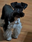 Minature Schnauzers