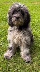 Cockapoo puppy