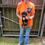 AKC German Rottweiler Puppies