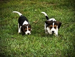 Beagle Puppies