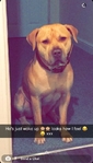 American Bully & Bullmastiff Hybrid