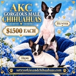 AKC Registered Adorable Male Chihuahuas