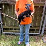 AKC German Rottweiler Puppies