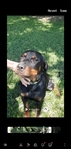 Rottweiler
