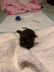 AKC Chihuahuas