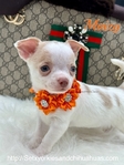 Male Registered Chihuahuas