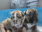 English Bulldogs AKC✅
