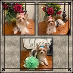 Akc Yorkies