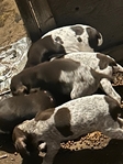 GSP German Shorthaired  Pointer Puppies