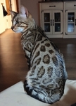 Registered Bengal kittens