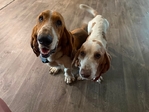 Basset hounds puppies