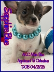 AKC Longcoat Merle & Smooth Coat Blue Male Chihuahuas