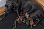 Akc Labrador / Lab Puppies