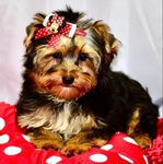 AKC Yorkie Puppies