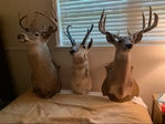 Great Expectations Estate Sale