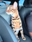 1 yr old Bengal cat
