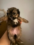 Shih Tzu puppies