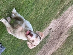 American Bully puppies