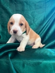 Beagle puppies AKC
