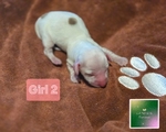 >🐾 Available Puppies in Southeast Texas! 🐾