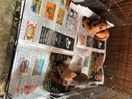 Chiweenie Puppies