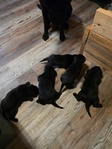 Akc Lab Puppies
