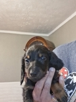 Ckc long-haired miniature dachshunds