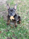 French Bulldog Pups