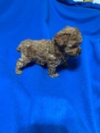 Toy Poodles Korean lines