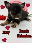 AKC Valentine Applehead Chihuahuas