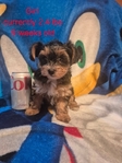 Yorkies/CKC