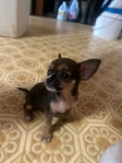 AKC Chihuahuas