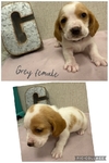 Basset hounds puppies