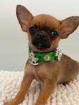 AKC XTiny Male Chihuahuas