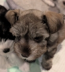 AKC Reg Minature Schnauzers