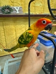 Hand fed baby Sun Conures